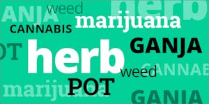 Understand The Difference Between Cannabis, Marijuana And Ganja