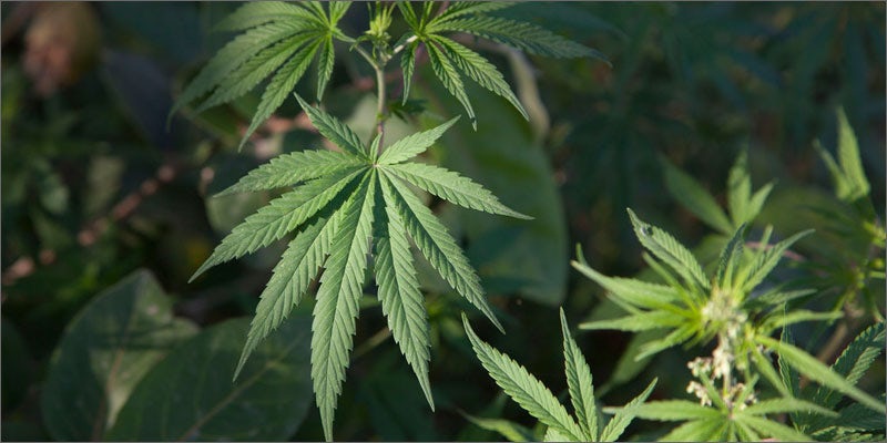 names for cannabis marijuana plant Understand The Difference Between Cannabis, Marijuana And Ganja