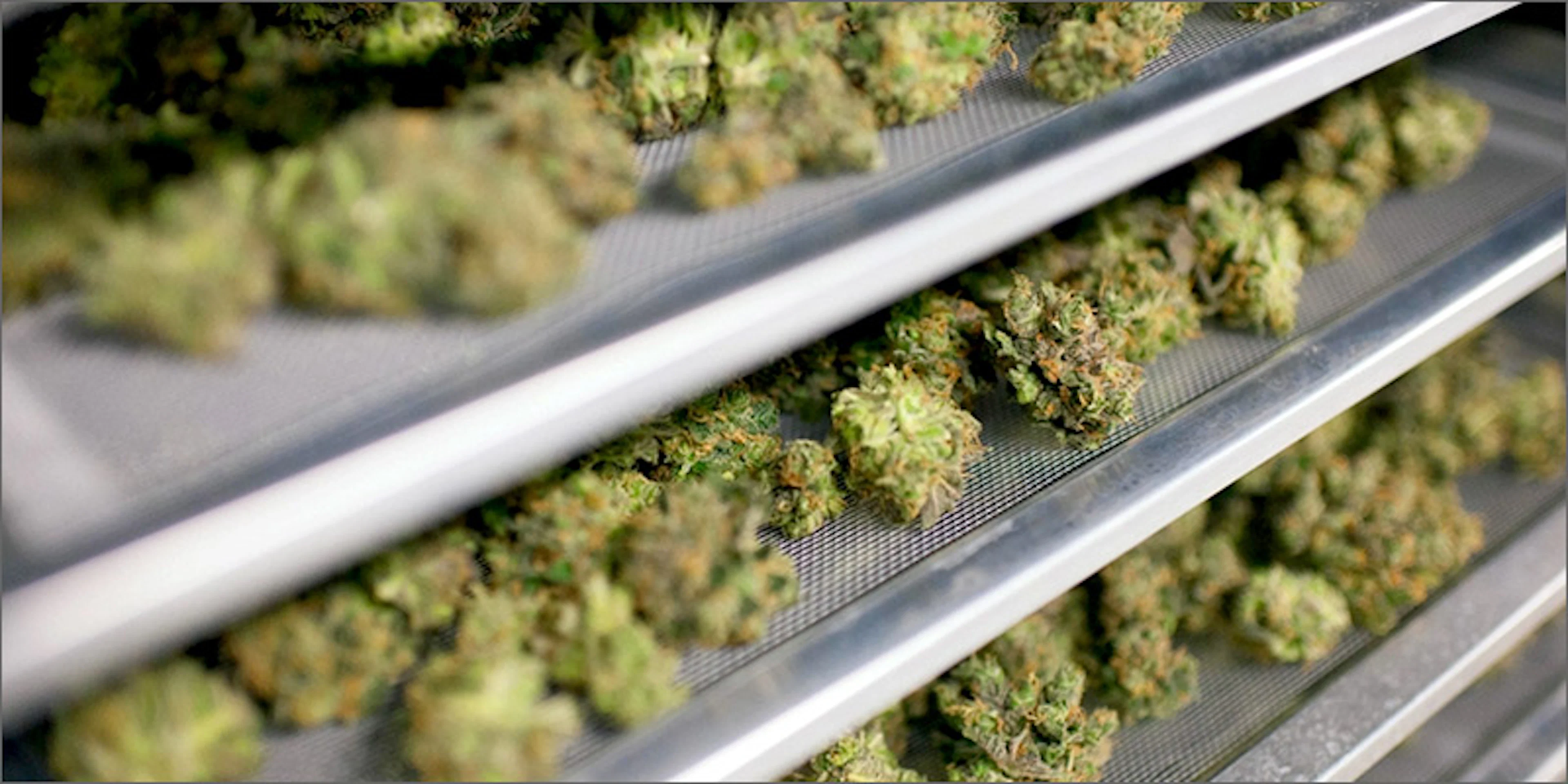 Revolutionize Your Career Join The Thriving Cannabis Industry With Our Online Dispensary Job Training - 64ng6fe