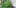 Cannabis Diseases 1 7 Getting Weed In Jamaica Is Now Easy As Renting A Car