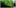 Cannabis Diseases 1 9 Getting Weed In Jamaica Is Now Easy As Renting A Car