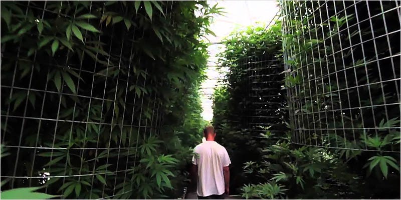 Greenhouse Grows are Awesome 1 Best Of Both Worlds: All You Need To Know About Greenhouse Grows