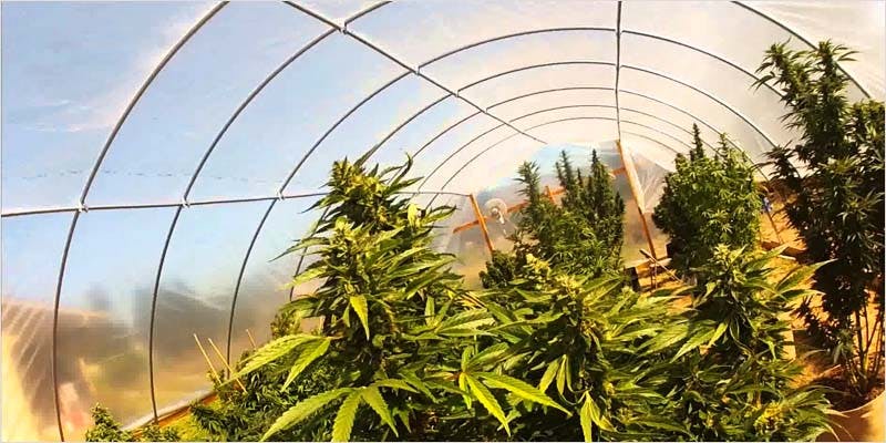 Greenhouse Grows are Awesome 11 Best Of Both Worlds: All You Need To Know About Greenhouse Grows