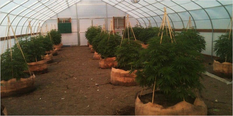 Greenhouse Grows are Awesome 12 Best Of Both Worlds: All You Need To Know About Greenhouse Grows