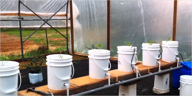 Greenhouse Grows are Awesome 2 Best Of Both Worlds: All You Need To Know About Greenhouse Grows