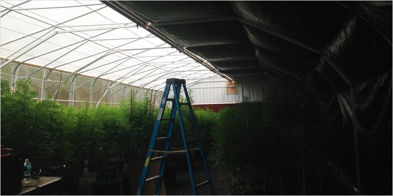 Greenhouse Grows are Awesome 4 Best Of Both Worlds: All You Need To Know About Greenhouse Grows