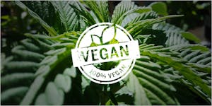 Everyone’s Talking About Veganic Weed (And Why It Will Save The World)