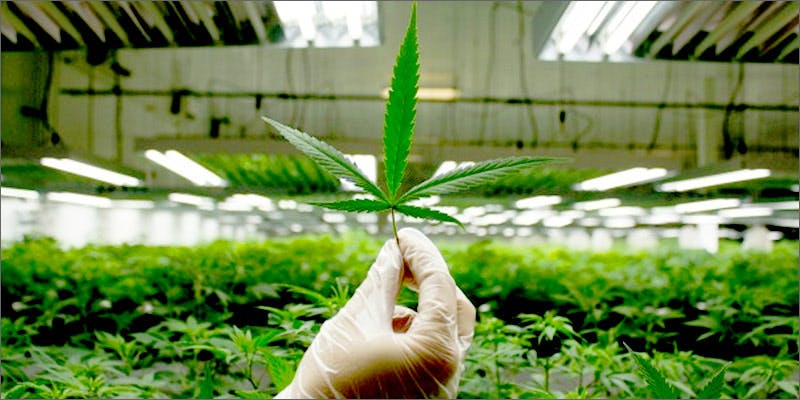 medical marijuana