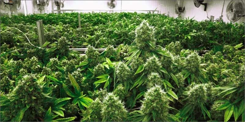 celeb flavored cannabis plant grow room Everyones Talking About Veganic Weed (And Why It Will Save The World)