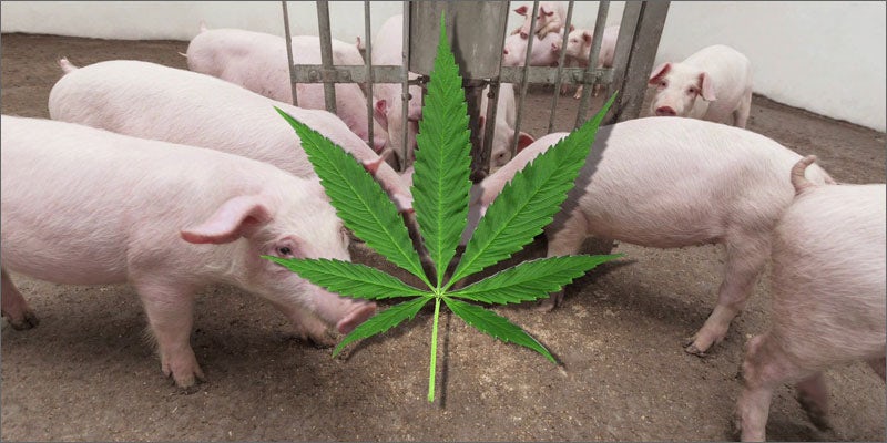 feeding pigs pot leaf Is Cannabis Bacon A Thing Now? Shut Up And Take My Money!
