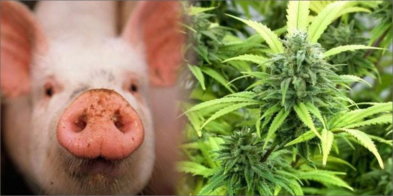 feeding pigs pot plant Is Cannabis Bacon A Thing Now? Shut Up And Take My Money!