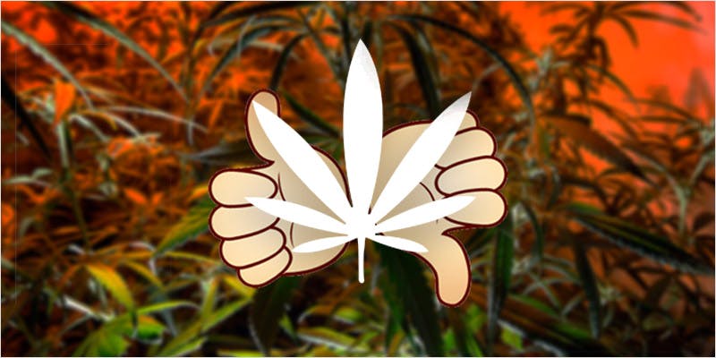 Demand Cannabis Legalization