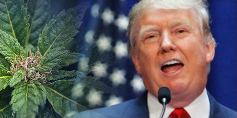 presidential stance cannabis trump Where Does Medical Cannabis Sit In The Big 3 Political Policies?