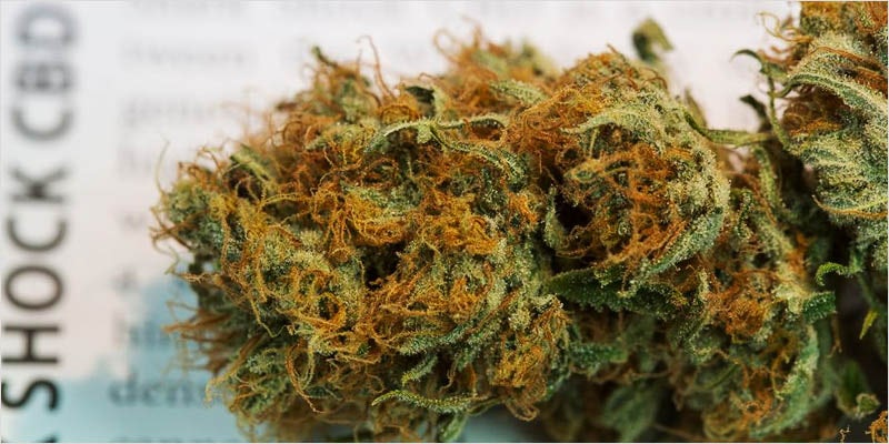 sharkweek2 Everyones Talking About Veganic Weed (And Why It Will Save The World)