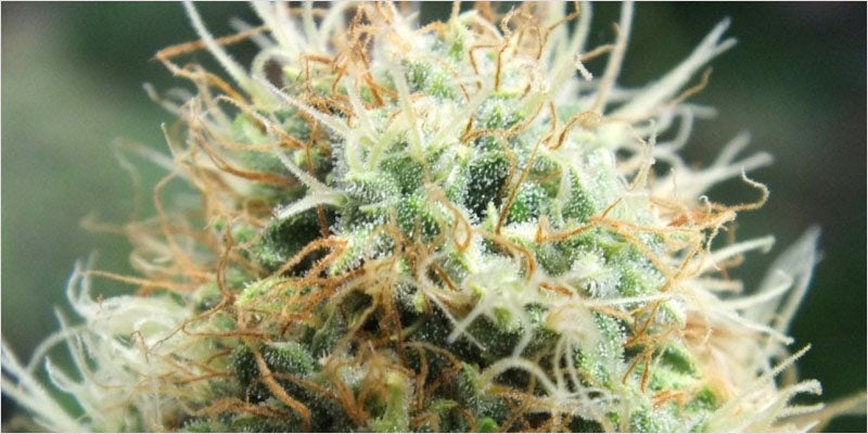 sharkweek3 Everyones Talking About Veganic Weed (And Why It Will Save The World)