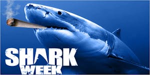 These 8 Indicas Will Couch-Lock You During Shark Week