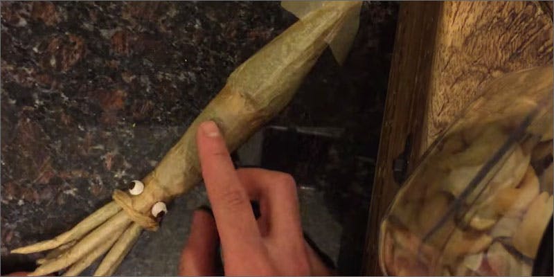 squid joint