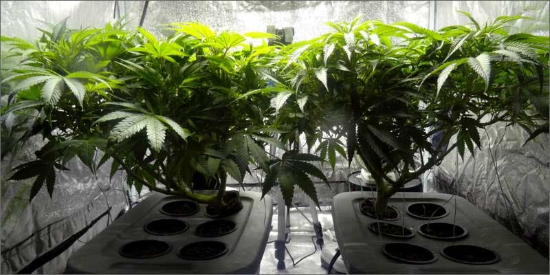 thomas gaskins closet grow hero 21 Shocking Weed Facts That Will Make You Say OMG