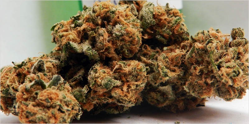 10 Legendary Canadian 2 10 Canadian Themed Strains That Celebrate The True North
