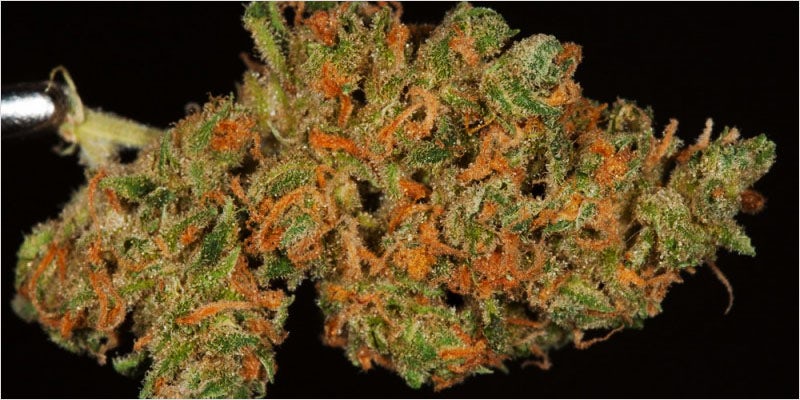 10 Legendary Canadian 3 10 Canadian Themed Strains That Celebrate The True North