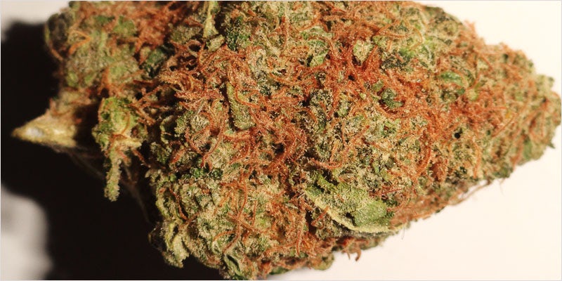 10 Legendary Canadian 9 10 Canadian Themed Strains That Celebrate The True North
