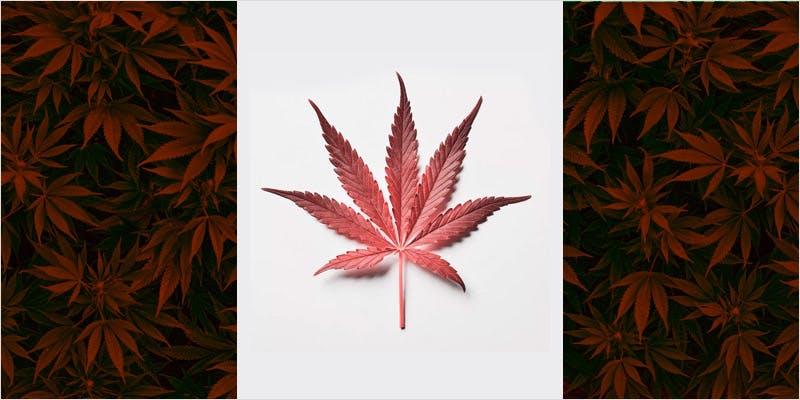 10 Canadian-Themed Strains That Celebrate The True North