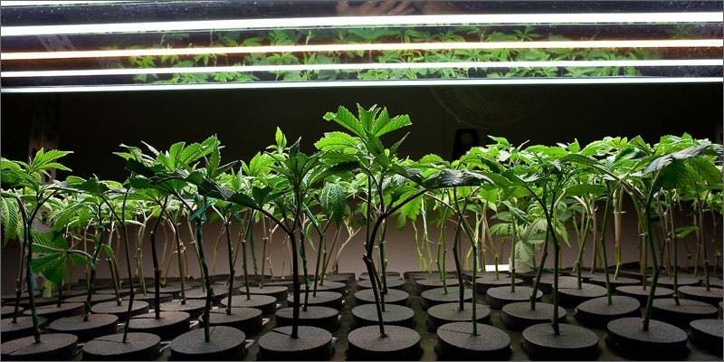 2 hacks for growing weed at home clones 7 Easy Steps For Growing Weed At Home