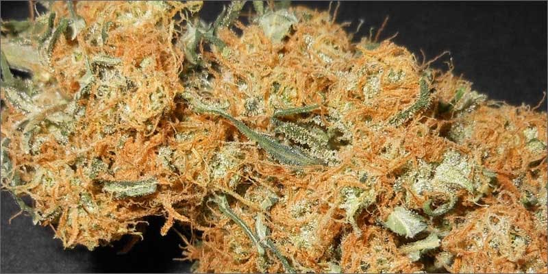 4 top 10 cannabis google searches bud closeup Heres The Answers To The 10 Most Googled Weed Questions