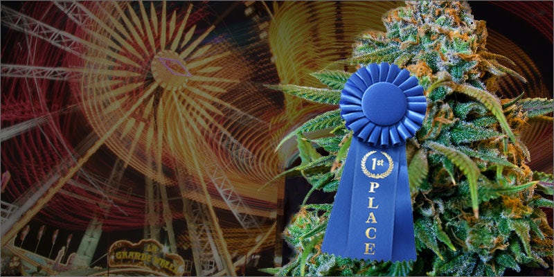 cannabis being shown at state fair ribbon plant hero 1 Would You Vote Weed to Win Best in Show at This State Fair?