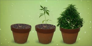 7 Easy Steps For Growing Weed At Home