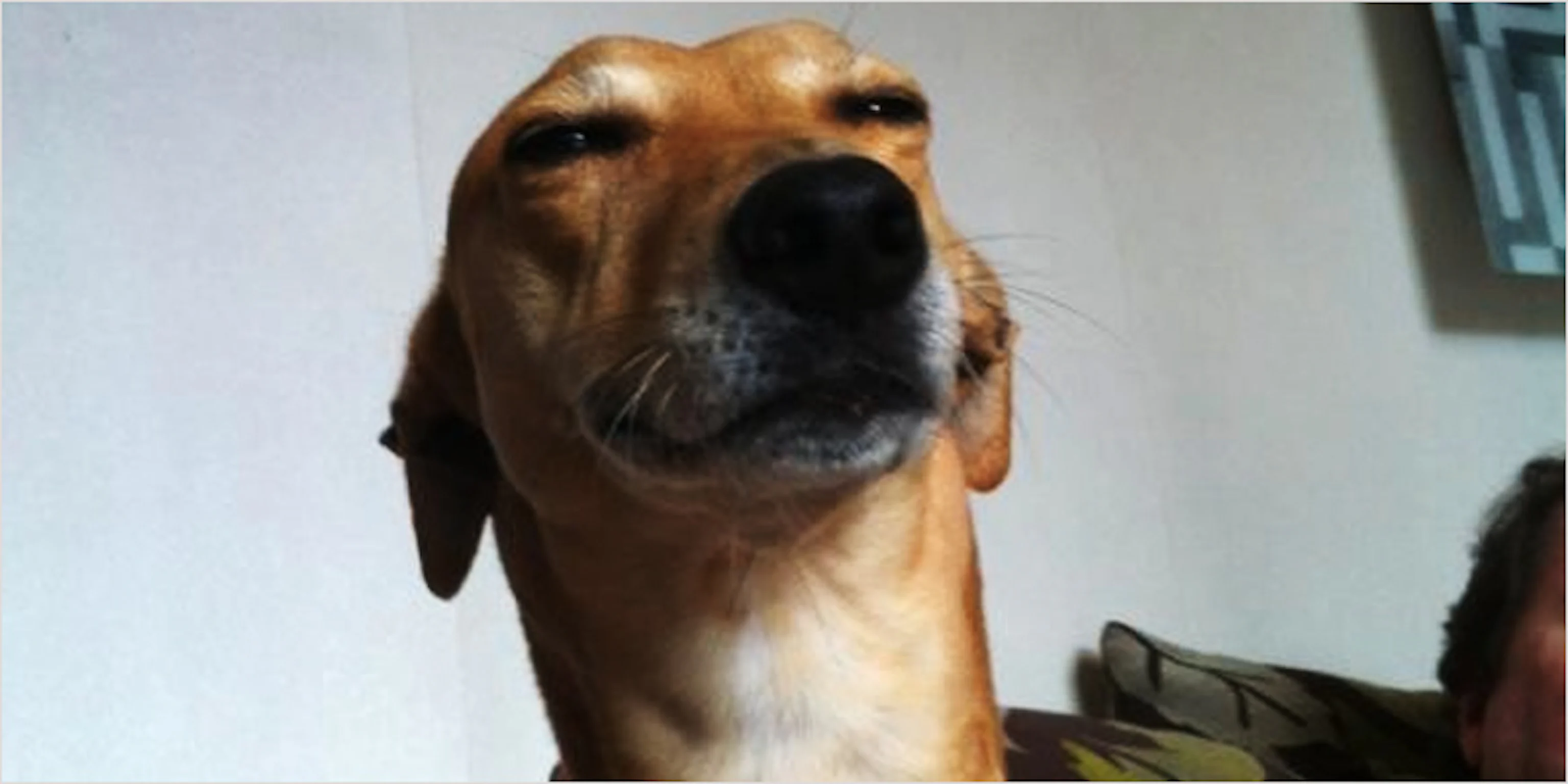 Dogs While High 10 Levels Of High Described By Dog Photos | Herb