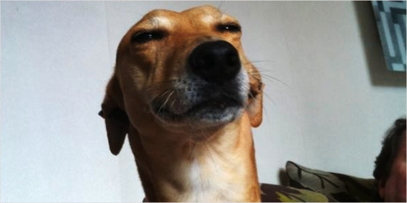 high described with Dog Photos 1 10 Levels Of High Described By Dog Photos