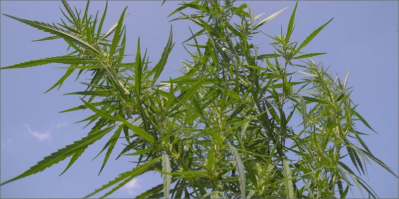 italian farmers are using hemp to detox soils hemp Italian Farmers Are Using Hemp In A Surprising Way