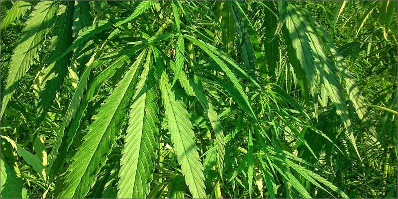 italian farmers are using hemp to detox soils plants Italian Farmers Are Using Hemp In A Surprising Way