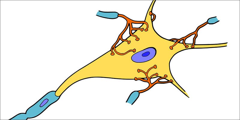 medical benefits cbc neuron 5 Amazing Medical Benefits of Cannabichromene (CBC)