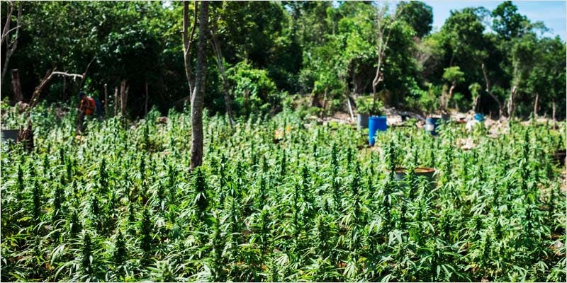 rastas at risk of being left out 4 Jamaican Rastas Are Getting A Raw Deal In The Cannabis Revolution