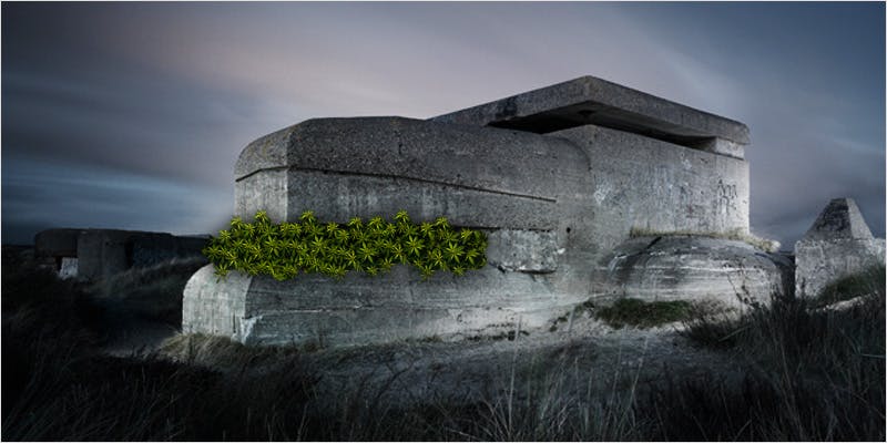 Most Insane Grow Place