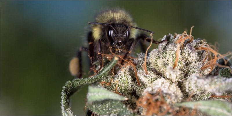 weed porn best job in cannabis bee on bud Weed Porn: Does This Guy Have The Best Job in the Industry?