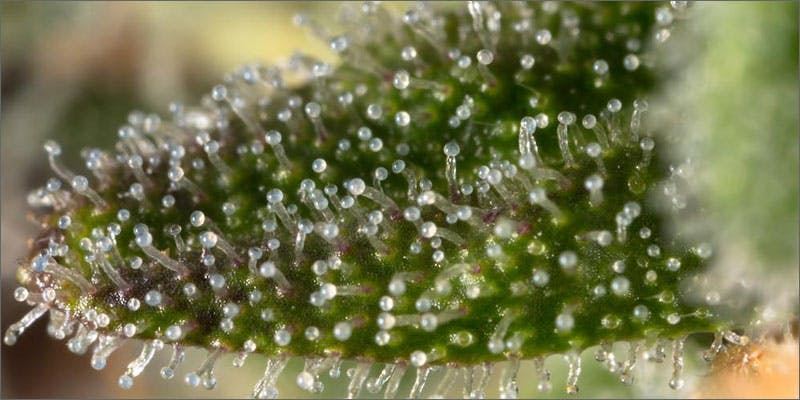 weed porn best job in cannabis trichome Weed Porn: Does This Guy Have The Best Job in the Industry?