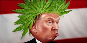 Does Donald Trump Want To Destroy The Weed Industry?