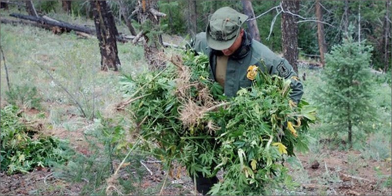 1 biggest marijuana busts forest 5 Insanely Huge Weed Busts That Will Make Your Head Spin
