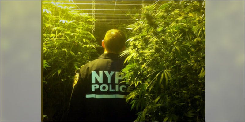 2 biggest marijuana busts nycpd 5 Insanely Huge Weed Busts That Will Make Your Head Spin