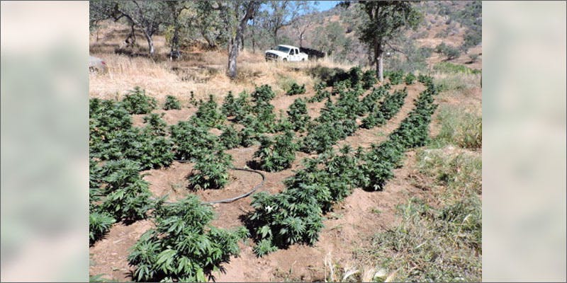 3 biggest marijuana busts grow 5 Insanely Huge Weed Busts That Will Make Your Head Spin