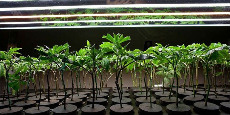 3 tips growing medical cannabis clones 5 Questions Everyone’s Asking About Medical Marijuana