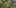 6 rarest cannabis strains molokai forest State Of Marijuana: The Most Important Cannabis Event This Year