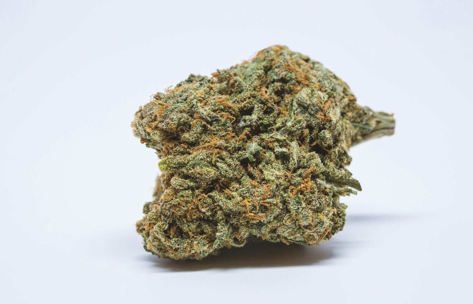 Blue Cheese Strain Of Marijuana Weed Cannabis Herb Herb