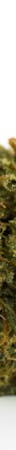Bubba Kush Weed; Bubba Kush Cannabis Strain; Bubba Kush Indica Marijuana Strain