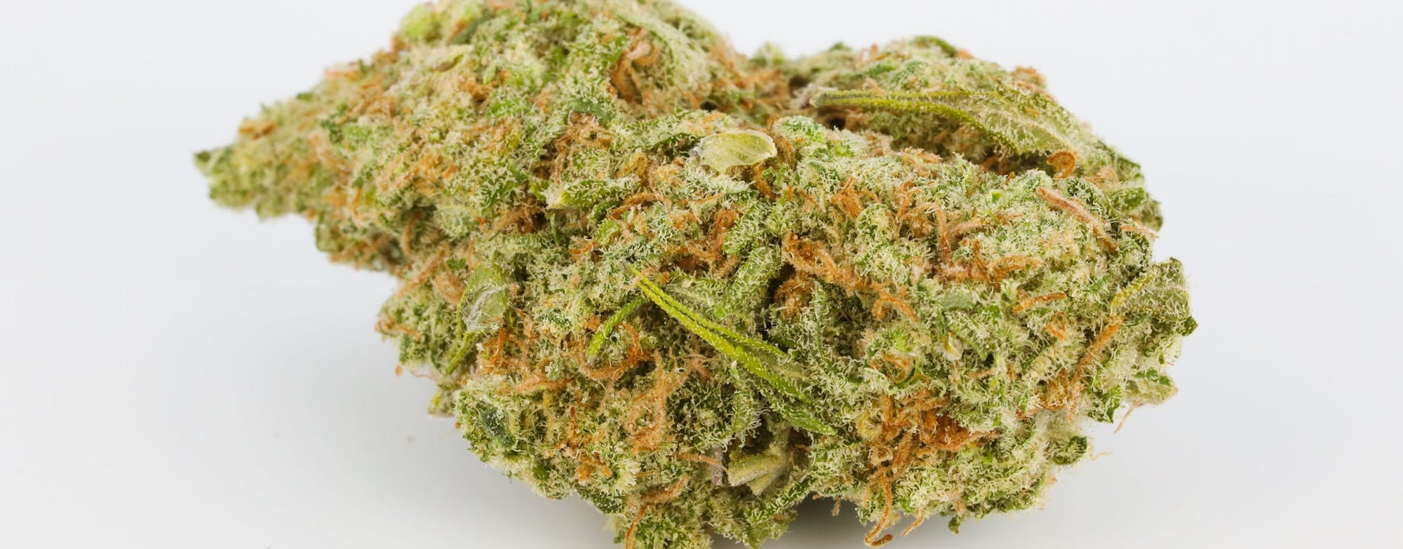 Dutch Treat Strain of Marijuana Weed Cannabis Herb Herb