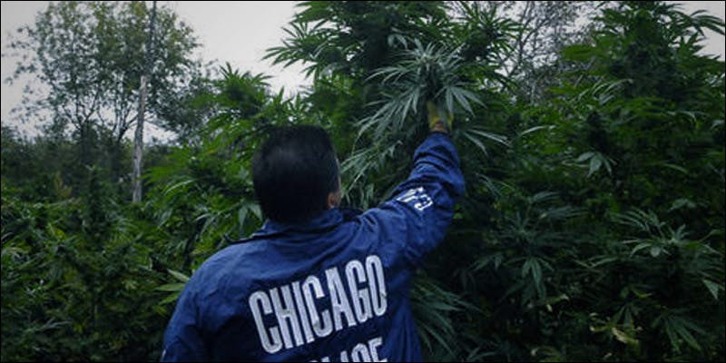 Illinois Becomes the 21st State 2 Illinois is Officially the 21st State to Decriminalize Weed