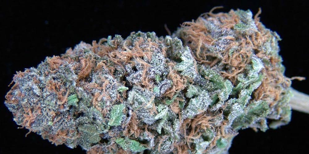 Lavender Strain of Marijuana Weed Cannabis Herb